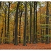 Herfst in Buggenhout bos