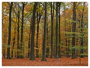 Herfst in Buggenhout bos
