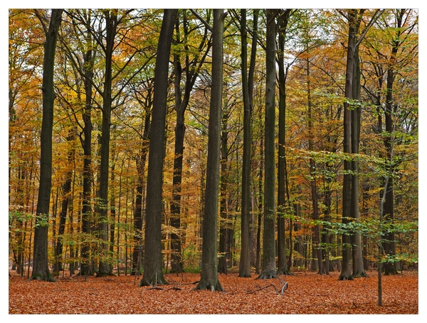 Herfst in Buggenhout bos