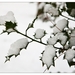 Winter in Verloren bos Lokeren