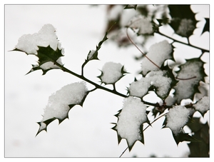 Winter in Verloren bos Lokeren