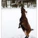 Winter in Verloren bos Lokeren