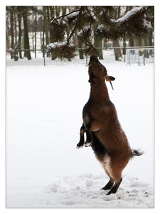 Winter in Verloren bos Lokeren