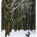 Winter in Verloren bos Lokeren