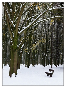 Winter in Verloren bos Lokeren