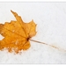 Winter in Verloren bos Lokeren