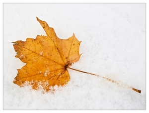 Winter in Verloren bos Lokeren