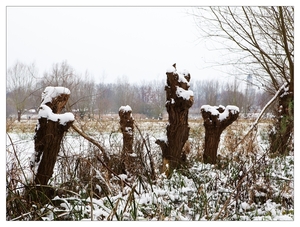 Winter in Verloren bos Lokeren