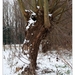 Winter in Verloren bos Lokeren