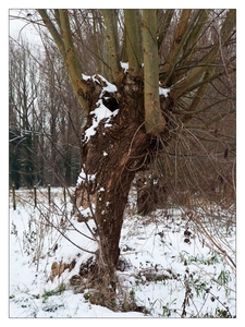 Winter in Verloren bos Lokeren