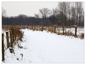 Winter in Verloren bos Lokeren