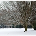 Winter in Verloren bos Lokeren