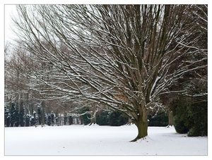 Winter in Verloren bos Lokeren