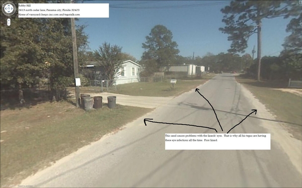 VARNYARD, TEGUS, BOBBY, HILL, TEGU, HERPS, HERP, TEGUTALK.COM