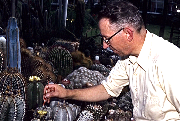 Cactussen van Albert Goossens