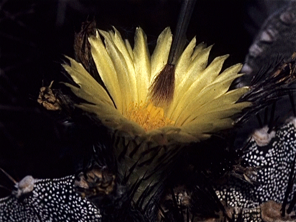 Cactussen van Albert Goossens