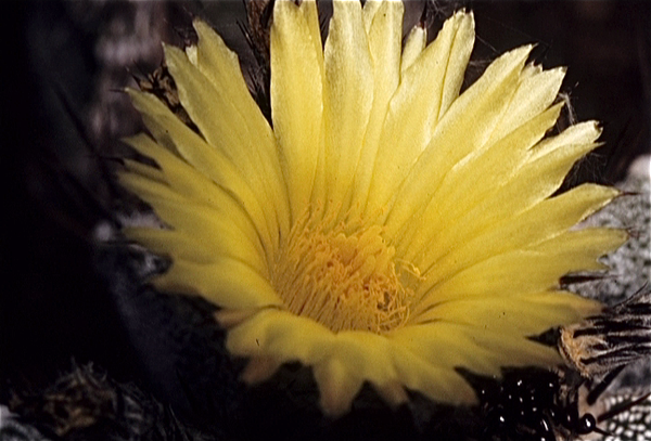 Cactussen van Albert Goossens