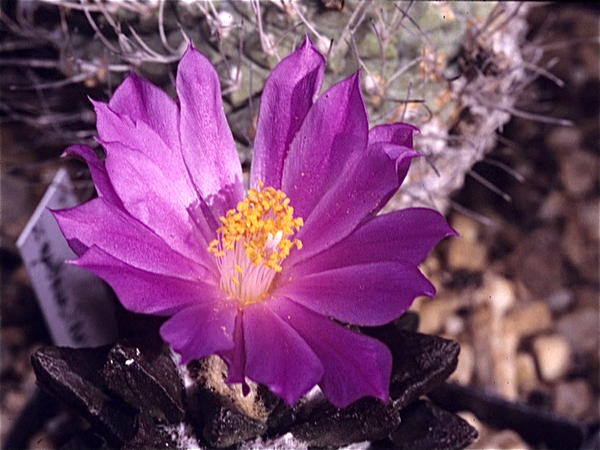 Cactussen van Albert Goossens
