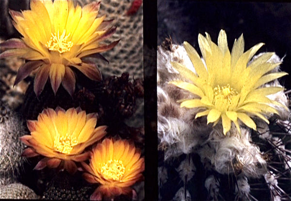 Cactussen van Albert Goossens