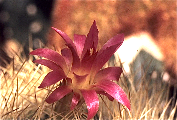 Cactussen van Albert Goossens