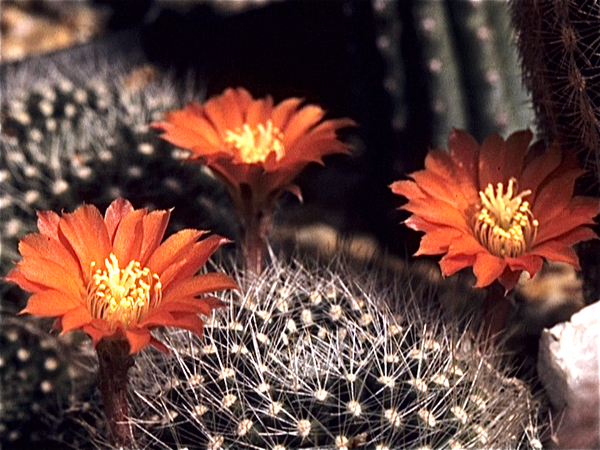 Cactussen van Albert Goossens