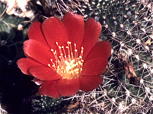 Cactussen van Albert Goossens