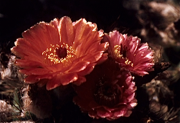 Cactussen van Albert Goossens