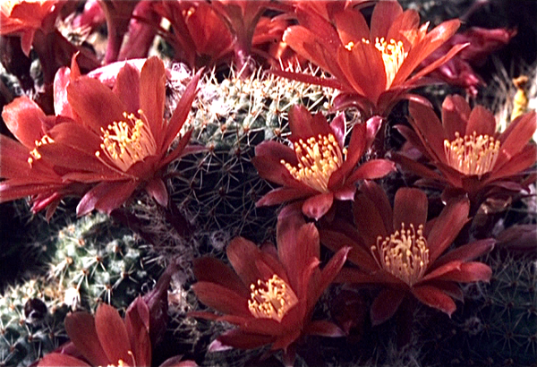 Cactussen van Albert Goossens