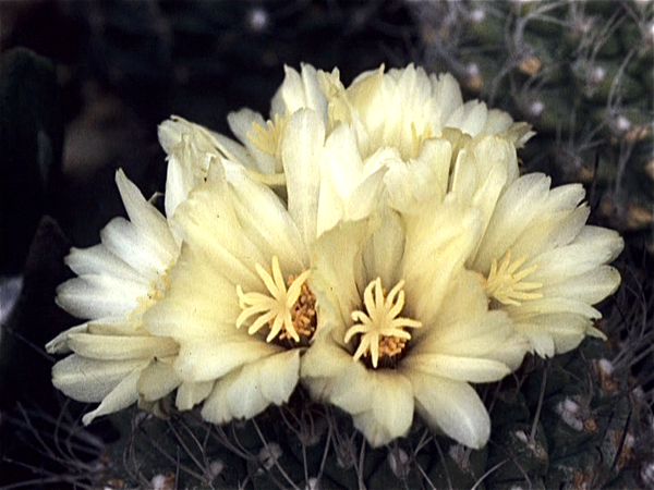 Cactussen van Albert Goossens