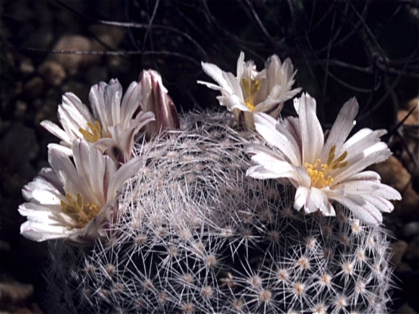 Cactussen van Albert Goossens