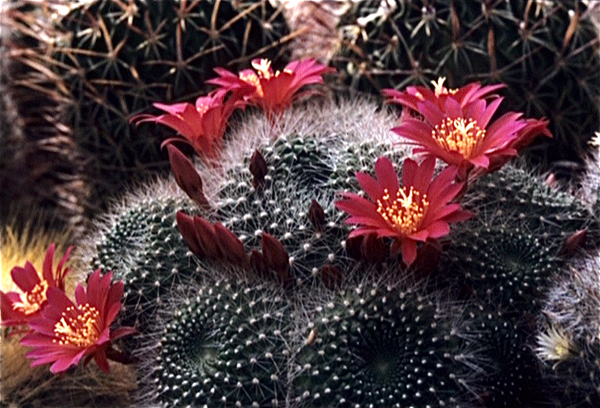 Cactussen van Albert Goossens