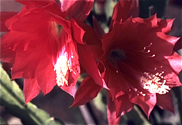 Cactussen van Albert Goossens