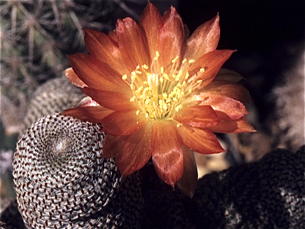 Cactussen van Albert Goossens