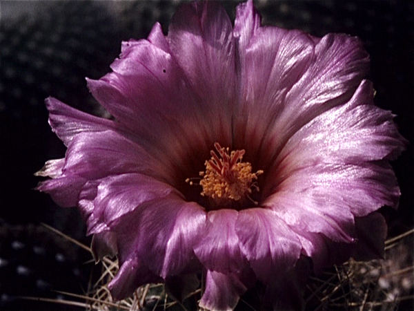 Cactussen van Albert Goossens
