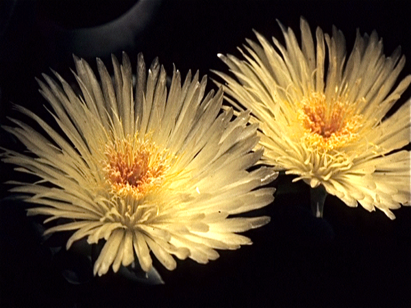 Cactussen van Albert Goossens