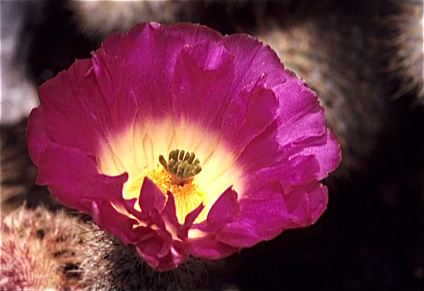 Cactussen van Albert Goossens