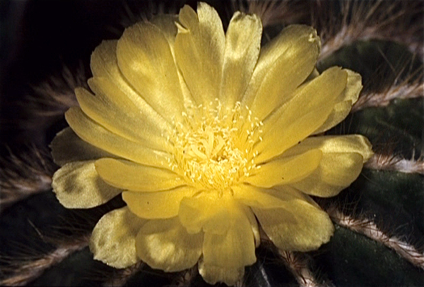 Cactussen van Albert Goossens