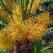 BLOEMEN AAN EEN PALMBOOM