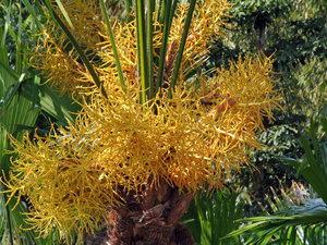 BLOEMEN AAN EEN PALMBOOM