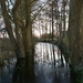 Bomen in water met ijs.