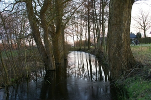 Bomen in water met ijs.