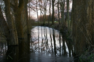 Bomen in het water met ijs