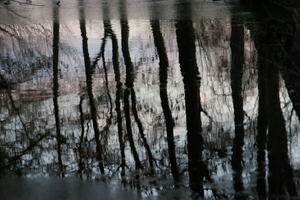 Schaduw bomen in water met ijs.