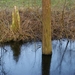 Bomen in het water