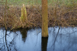 Bomen in het water