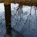 Bomen in het water.