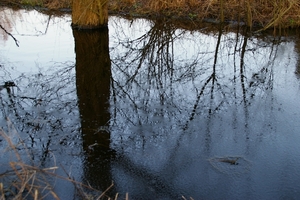 Bomen in het water.