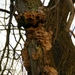 Paddenstoelen in de boom