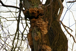 Paddenstoelen in de boom