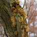 Paddenstoelen in de boom